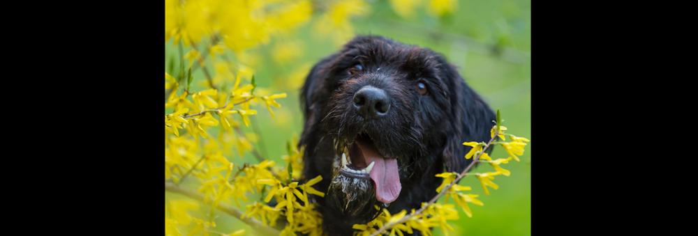 An Unexpected Grief...Death of a Pet